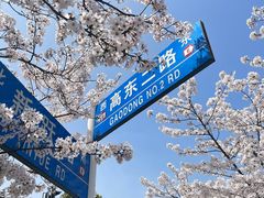 -高东镇樱花园