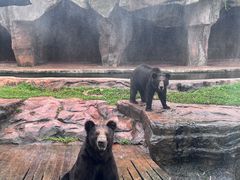 -海南热带野生动植物园