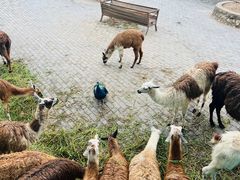 -西安秦岭野生动物园