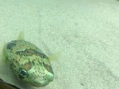 -北戴河圣蓝海洋公园