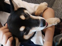 -南京Hallo宠物乐园·哈罗犬舍·柴犬繁育基地