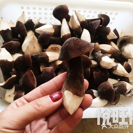悦旺阁-云南野生菌·河海鮮刺身