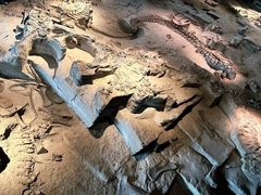 -自贡恐龙博物馆