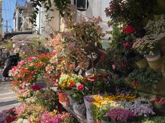 -溪岸路花鸟市场