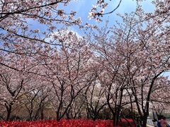 -高东镇樱花园