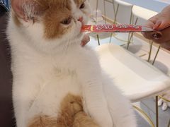 -飞行喵MR PILOT|猫舍·猫咖(静安大融城店)