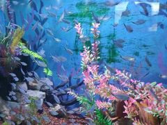 -绿色星球动物主题公园