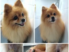 -汪星球宠物生活馆