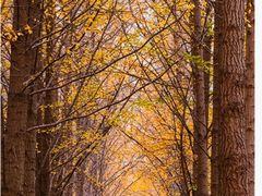 -长白岛森林公园