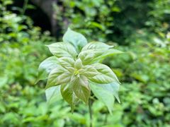 -燕晗山郊野公园