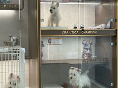 -翊宠yipet猫狗购宠庄园犬舍•猫舍