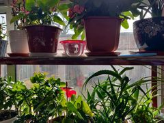 -北京龙庆四季香农家饭庄·灶台鱼·碳烤虹鳟鱼(龙庆峡店)