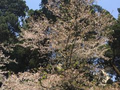 -武汉大学-樱园