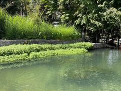 -成都市活水公园
