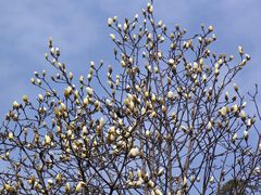 -上海市龙华烈士陵园