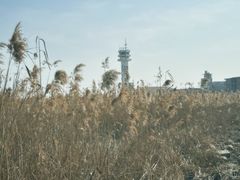-上海吴淞炮台湾国家湿地公园