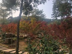 -广州市帽峰山景区