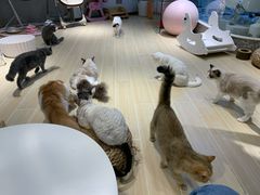 -momokira米努特·德文卷毛猫·棉花面纱犬