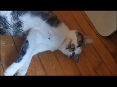 -爱派特动物医院·全科诊疗中心