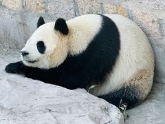 -上海野生动物园