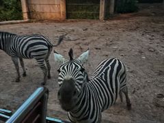 -清迈夜间动物园