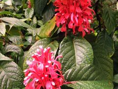 -北京植物园-展览温室