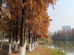 -艾溪湖湿地公园