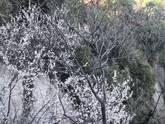 -北京凤凰岭