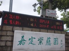 -嘉定紫藤园