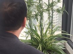 -新湖明珠城