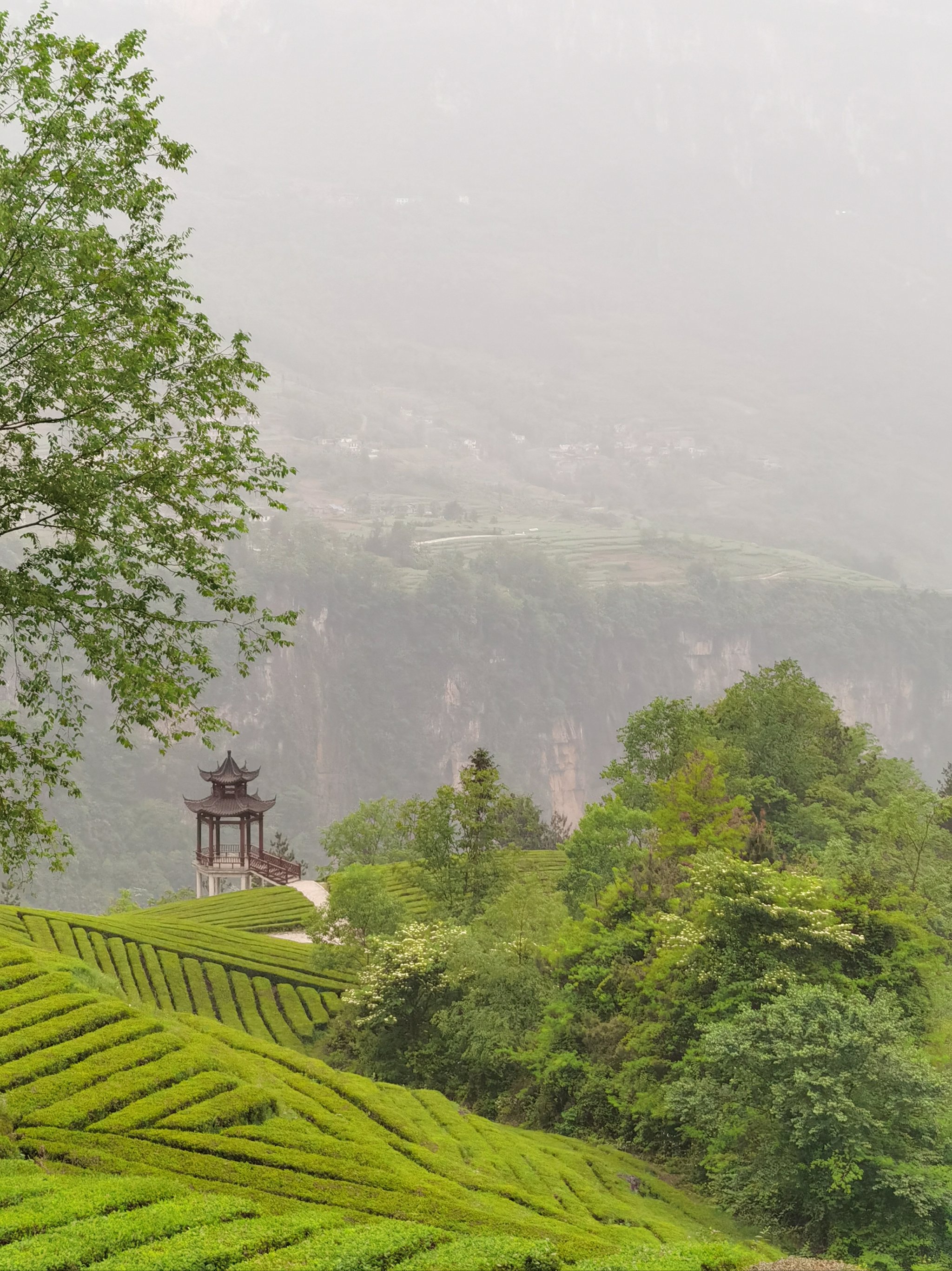 纳溪梅岭茶山公园图片