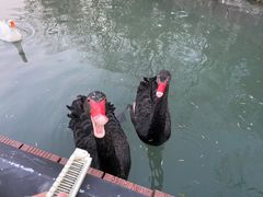 -思念果岭悦温泉