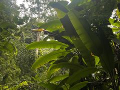 -西双版纳原始森林公园