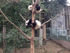 -成都大熊猫繁育研究基地