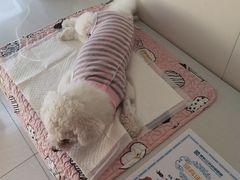 -美联众合动物医院·24h京西诊疗中心