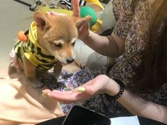 -逗柴咖啡屋·狗咖猫咖宠物桌游