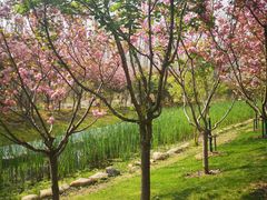 -合肥滨湖国家森林公园