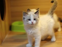 -猫十亿·布偶金渐层·曼基康矮脚猫舍(青年路店)