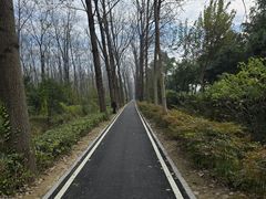 -合肥滨湖国家森林公园