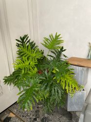 -MaisonFL·美颂法式专业美发艺术沙龙