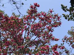 -梧桐山风景名胜区