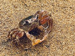 -普陀山风景名胜区-千步大沙