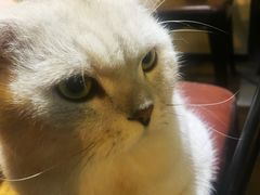 -Mr.Fox狐狸先生超级密室(南山店)