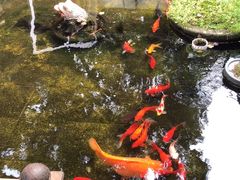 -野蔓果·山野菜(西湖景区·龙井茶田店)