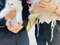 -欣宠猫屋·矮脚拿破仑·蓝金金渐层