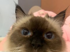 -1013 PET SHOP 宠物商店(近铁城市广场店)