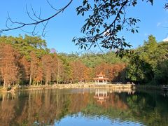 -深圳仙湖植物园