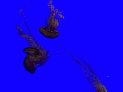 -上海海洋水族馆