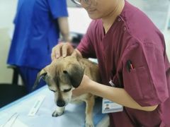 -美联众合动物医院·24h转诊中心
