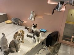 -猫儿山۰猫主题餐厅